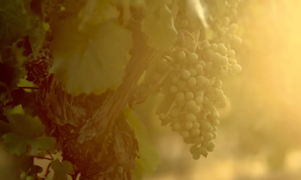 Les Roques de Cana | Un vin témoin de 2000 ans d’histoire – Brumal